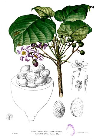 <i>Pangium</i> Genus of trees