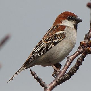 <span class="mw-page-title-main">Russet sparrow</span> Small passerine bird found in Asia