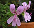 Pelargonium quercifolium