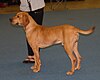 Plott Hound