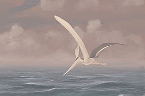 Pteranodon sternbergi