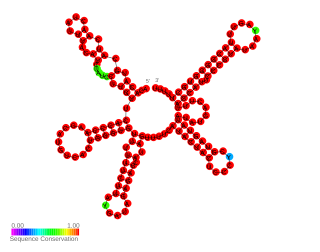 <span class="mw-page-title-main">SprX small RNA</span>