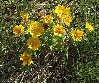 <i>Rayjacksonia</i> Genus of plants