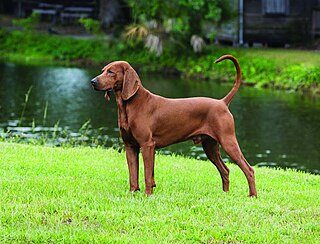 Redbone Coonhound Dog breed