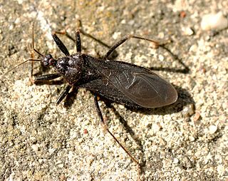 <i>Reduvius personatus</i> Species of true bug