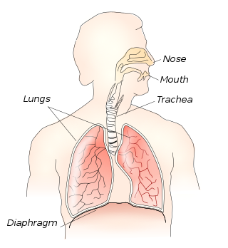 <span class="mw-page-title-main">Thoracic diaphragm</span> Sheet of internal skeletal muscle