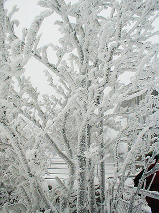 <span class="mw-page-title-main">Rime ice</span> Granular whitish deposit of ice formed by freezing fog