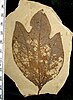 A fossilized Sassafras hesperia leaf