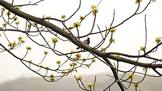 <i>Sassafras tzumu</i> Species of tree