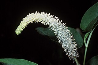 <span class="mw-page-title-main">Saururaceae</span> Family of flowering plants