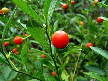 Korallenstrauch (Solanum pseudocapsicum)