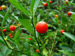 Koralinė kiauliauogė (Solanum pseudocapsicum)