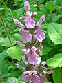 Stachys persica