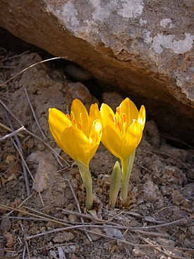 Sternbergia clusiana, цветущее растение в пустыне Негев