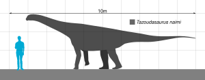 Scaled type specimen Tazoudasaurus Scale.svg