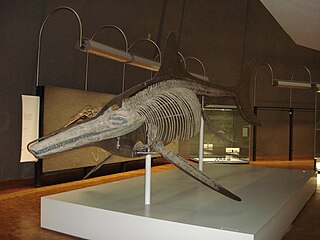 <i>Temnodontosaurus</i> Extinct genus of reptiles