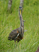 Tigrisoma mexicanum