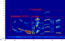 A spectrogram showing an example of the song structure of a Redwing in Iceland. Terminology is applied. Turdus-iliacus-song-structure.png