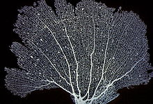 An x-ray photograph of a gorgonian 1-Gorgone.jpg