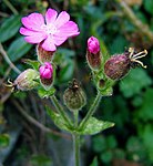 rödblära, honlig individ med bara pistillbärande blommor.