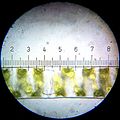 Spirogyra.  Each numbered tick = 20 μM