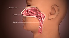 3D medical animation still shot depicting a human nose