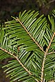 Image 9In Abies grandis (grand fir), and many other species with spirally arranged leaves, leaf bases are twisted to flatten their arrangement and maximize light capture. (from Conifer)