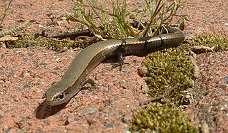 <i>Ablepharus kitaibelii</i> Species of lizard