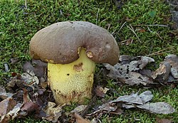 Gelsvakotis baravykas (Boletus appendiculatus)