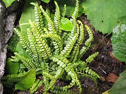 Žalioji kalnarūtė (Asplenium viride)