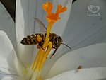 Bee on krokus (16589371662)