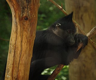 <span class="mw-page-title-main">Black crested mangabey</span> Species of Old World monkey