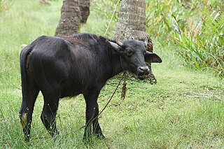 <span class="mw-page-title-main">Cattle slaughter in India</span> Aspect of cultural practice