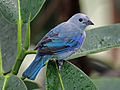 National Aviary (USA)