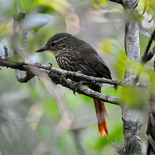 <i>Syndactyla</i> Genus of birds