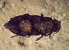 Example of fossil insect species found in the Molteno Formation Buprestidae beetle, FBNM.jpg