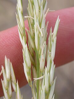 <i>Calamovilfa</i> Genus of grasses