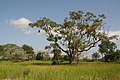 Image 21Landscape of Casamance (from Senegal)