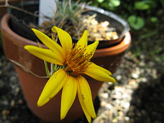 <i>Chaetanthera</i> Genus of flowering plants