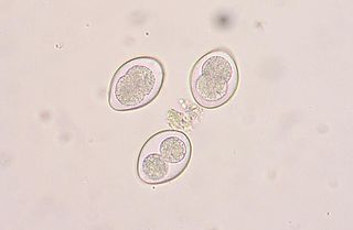 <span class="mw-page-title-main">Coccidia</span> Subclass of protists