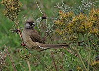 Speckled mousebird, a sociable bird which often visits gardens Colius striatus1.jpg