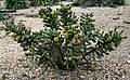 fruiting, Prague botanic garden