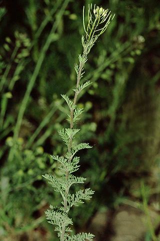 <i>Descurainia sophia</i> Species of flowering plant