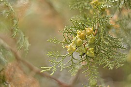 Platycladus orientalis