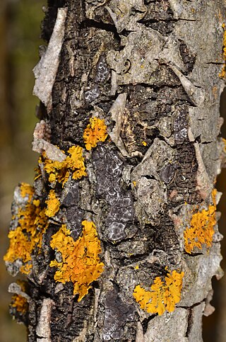 <i>Entoleuca mammata</i> Species of fungus