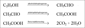 Thumbnail for File:Etanol metabolism.png