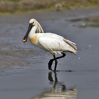 <span class="mw-page-title-main">Eurasian spoonbill</span> Species of bird