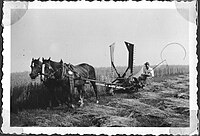 McCormick self-rake-reaper in use in Thuringia (Germany) 1950