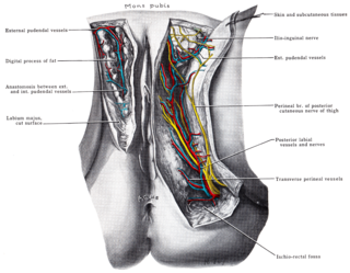 <span class="mw-page-title-main">Posterior labial nerves</span>