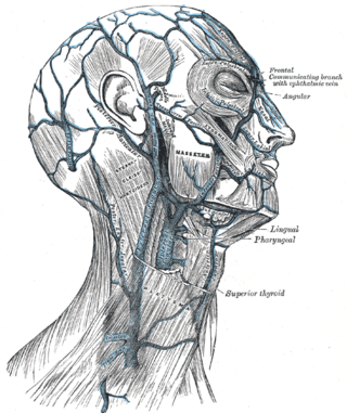 <span class="mw-page-title-main">Retromandibular vein</span> Major face vein